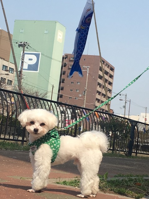 ベルナのしっぽ 感想文 クライフ日記